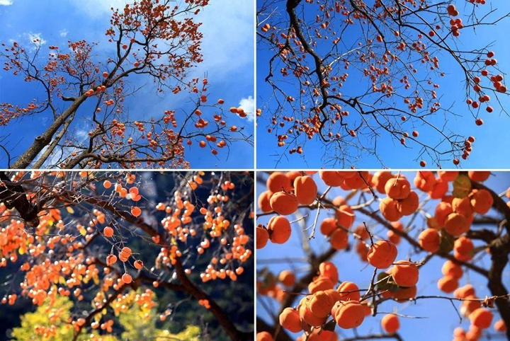 拓展訓(xùn)練活動(dòng)